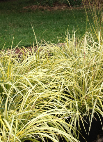 OGON (GOLDEN VARIGATED SWEET FLAG)
