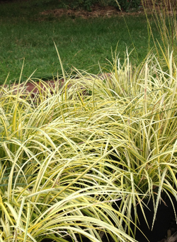 OGON (GOLDEN VARIGATED SWEET FLAG)