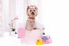 grooming stock yorkie.jpg