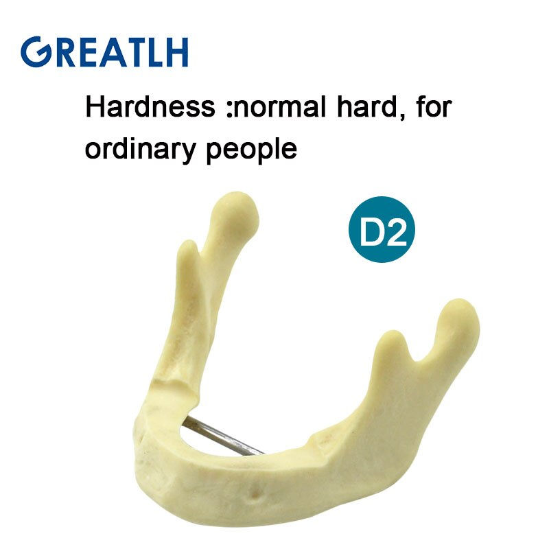 Miniature : Dental Lower Jaw Model Mandibular Model Dentist Student Learning Model