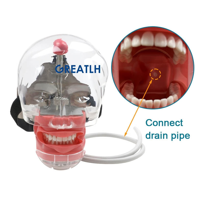 Miniatura: Modelo de cabeza simple Simulador dental Modelo de cabeza fantasma