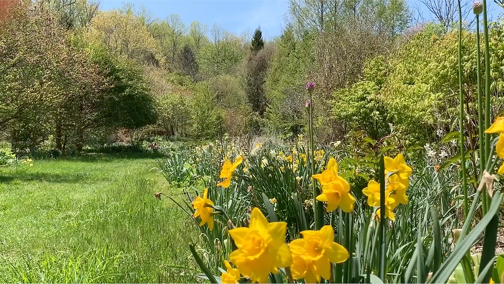 A Man and his "Amateur Garden"