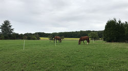 paddock