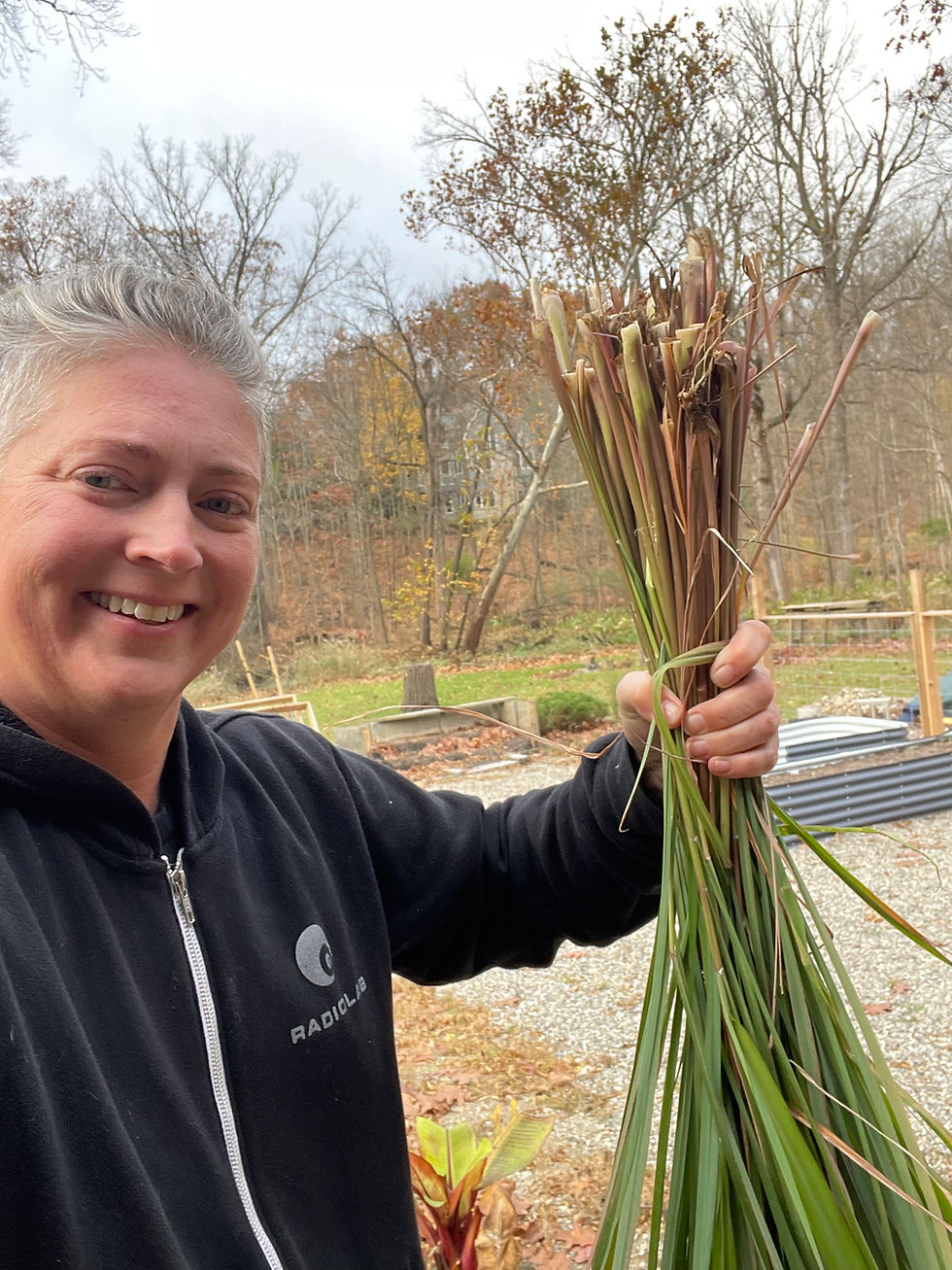 Lemongrass harvest 2024