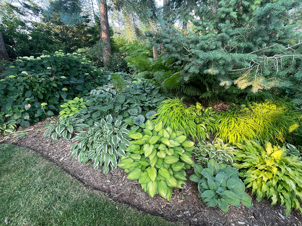 Hostas!