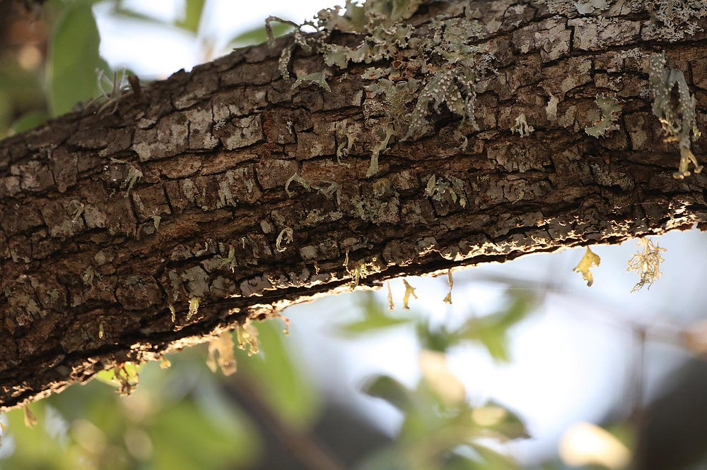 What Is The Cost For Tree Trimming Average Cost For Tree Trimming what-is-the-cost-for-tree-trimming-average-cost-for-tree-trimming