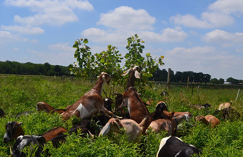 goats browsing on cottonwood trees in pa