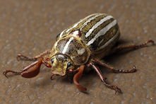 How to Get Rid of June Bugs
