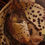 Thumbnail: freckled slipper orchid
