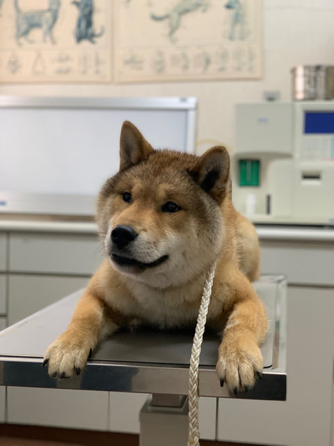 犬.ギャラリー４.jpeg