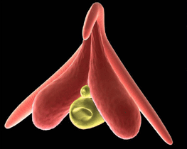 clitoris.gif