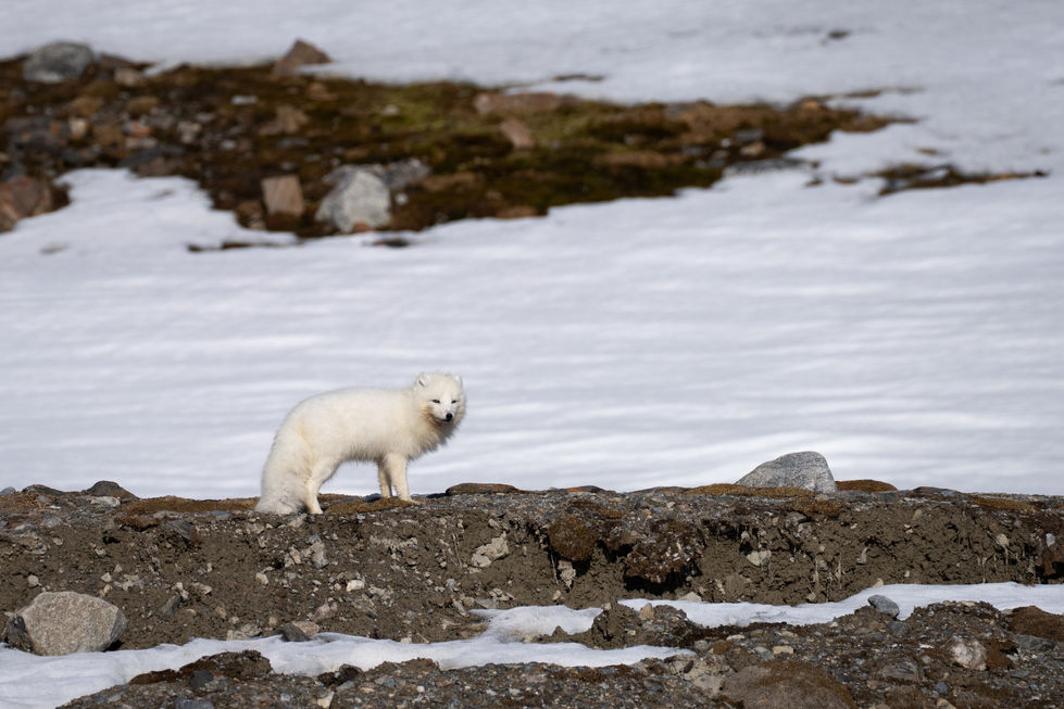 Arctic Fox stare down, Svalbard