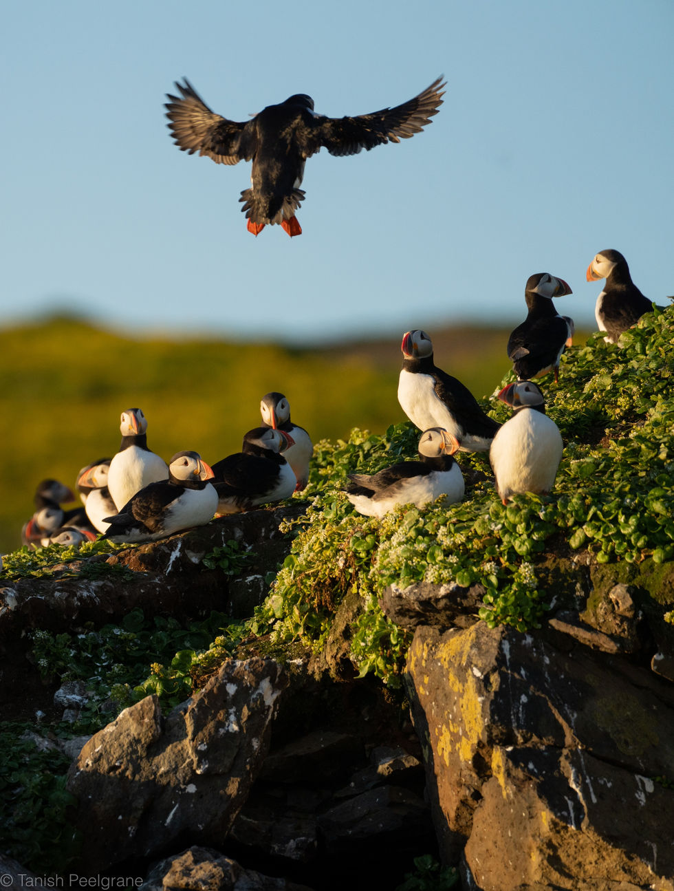 Puffin colony observes landing. Iceland.