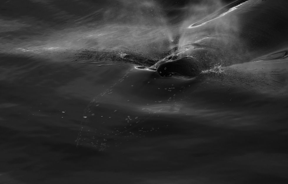 Humback face underwater, Antarctica
