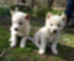 Gorgeous white dingo pups
