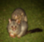 Mother possum and baby come to visit