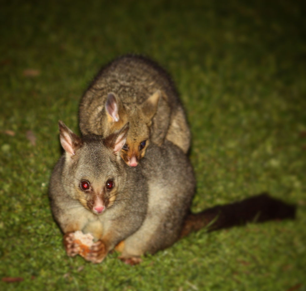 Mother possum and baby come to visit