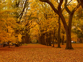fall scenery