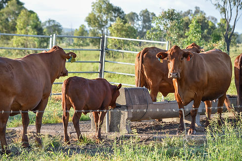NABRC | North Australia Beef Research Council