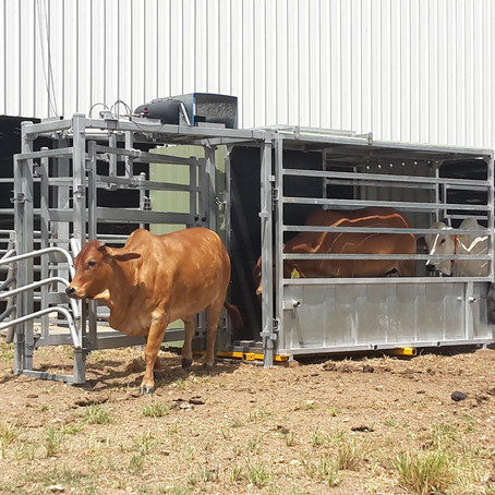 LIVESTOCK RESEARCH: GPS COULD LIFT PRODUCTIVITY