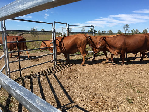 NABRC | North Australia Beef Research Council