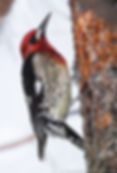 Red-breasted Sapsucker, Lincoln, Oregon