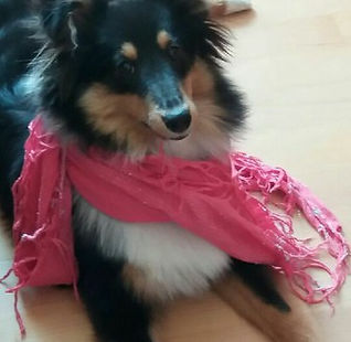 Sukisshelties Alice