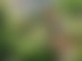 Gehölzschnitt in Hamburg: Pflege für langlebige Gärten