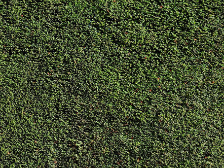 Professionelle Gartenpflege in Hamburg: Ein umfassender Überblick über Heckenschnitt, Obstbaumschnitt und mehr