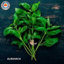 Albahaca, hierba sagrada...