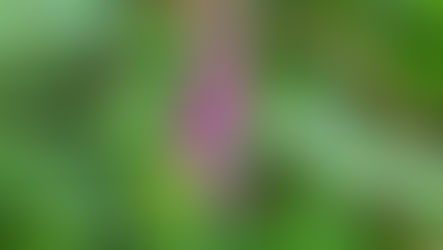 Bursting into flower 🌼 🌸 🌻