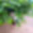 Site_chico