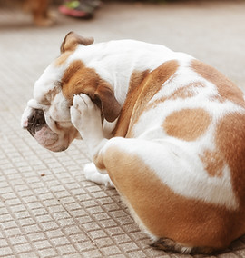 Bulldog Scratching