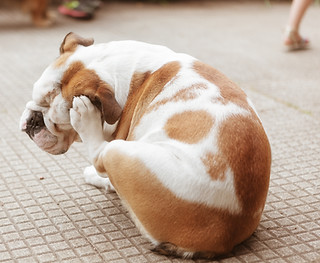 Bulldog Scratching