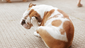 Cuyamaca Animal Hospital’s Guide to Flea & Tick Prevention
