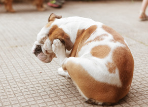Pet Allergies