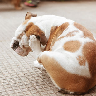 Bulldog Scratching