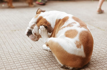 Bulldog Scratching