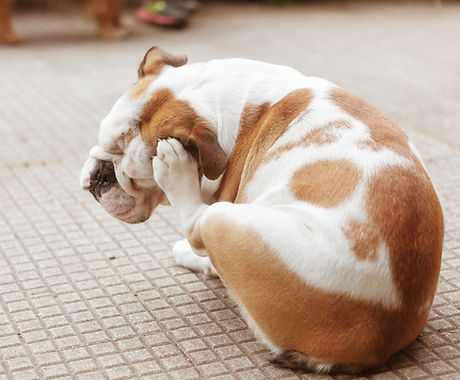 Bulldog Scratching
