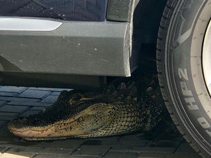 The gator under the car: How Florida heat drives wildlife (and people) to desperate places