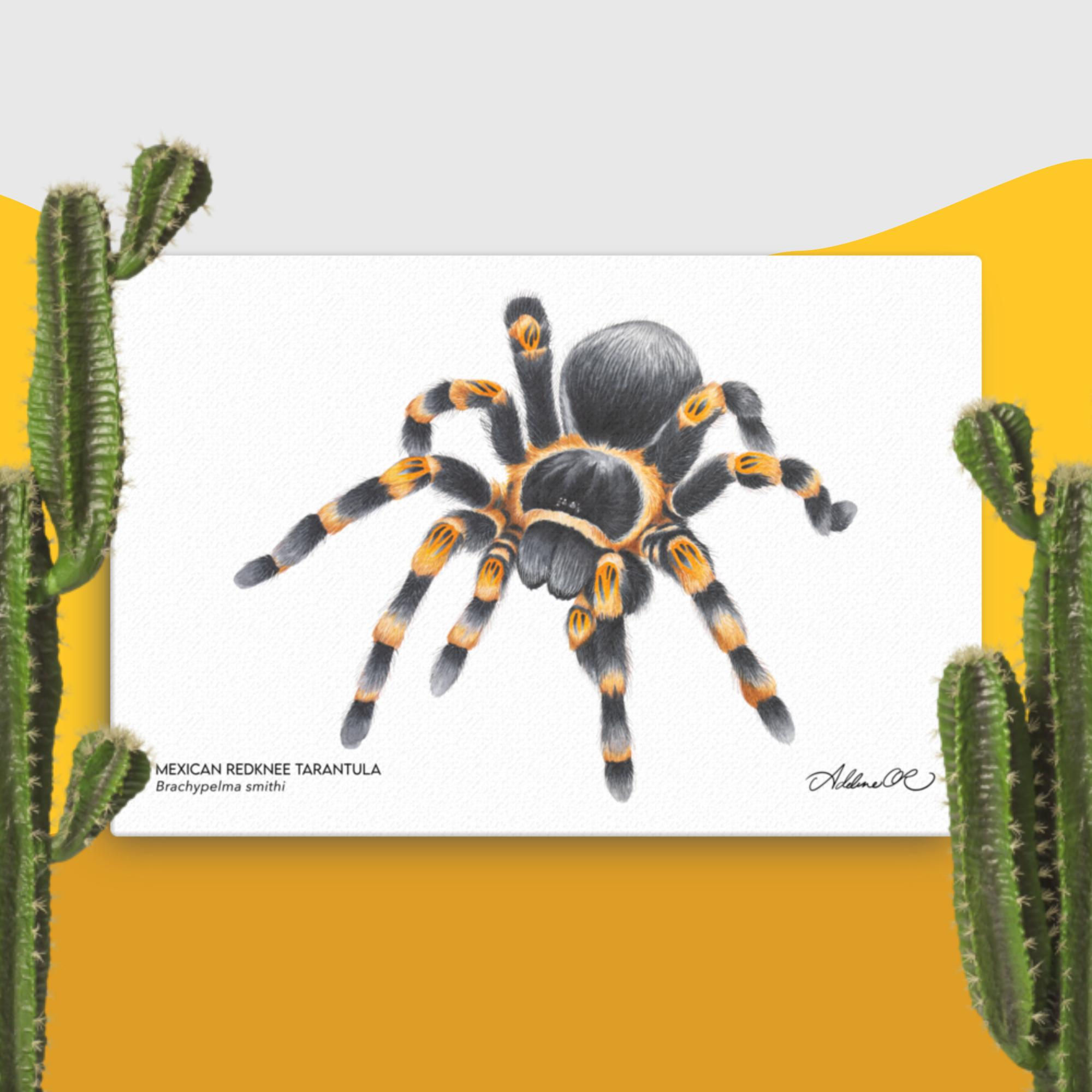 Mexican Redknee Tarantula - Brachypelma smithi 24x36 Canvas Print