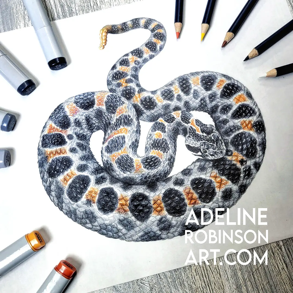 Pygmy Rattlesnake - Sistrurus miliarius