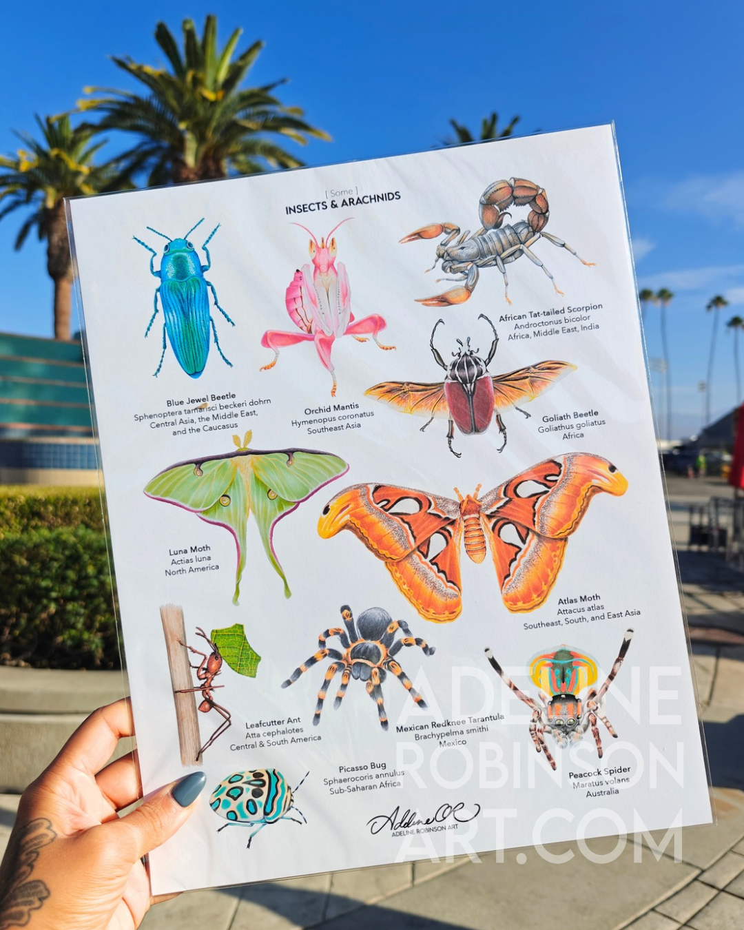 [some] INSECTS