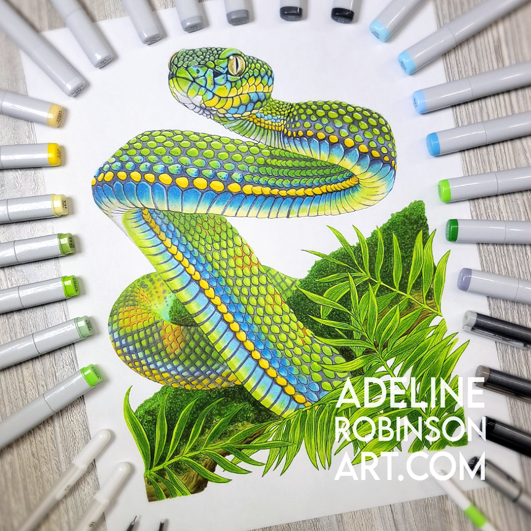 Palawan Pit Viper - Trimeresurus schultzei