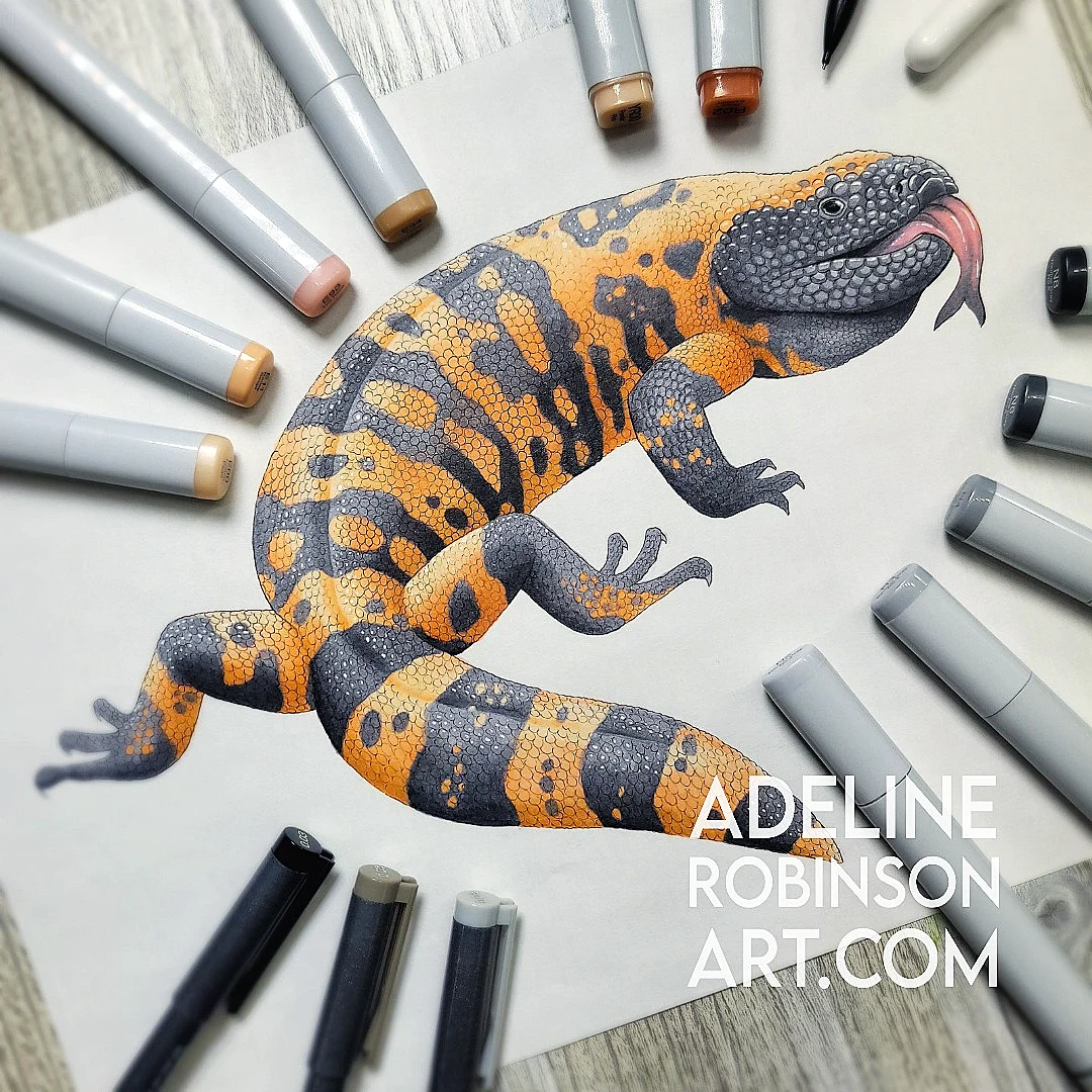 Gila Monster - Heloderma suspectum