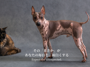 その「まさか」が、  あなたの毎日を、面白くする　　　　Expect the unexpected.