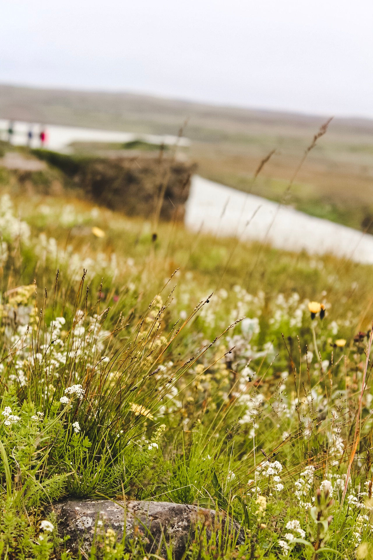 Gullfoss flora