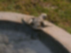 Frosch im Vogelbad Sandstein Handmade