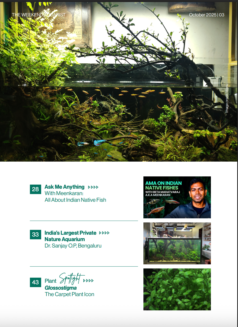 Thumbnail: October 2025