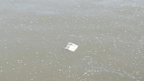 Nettoyons ensemble les bords de Seine